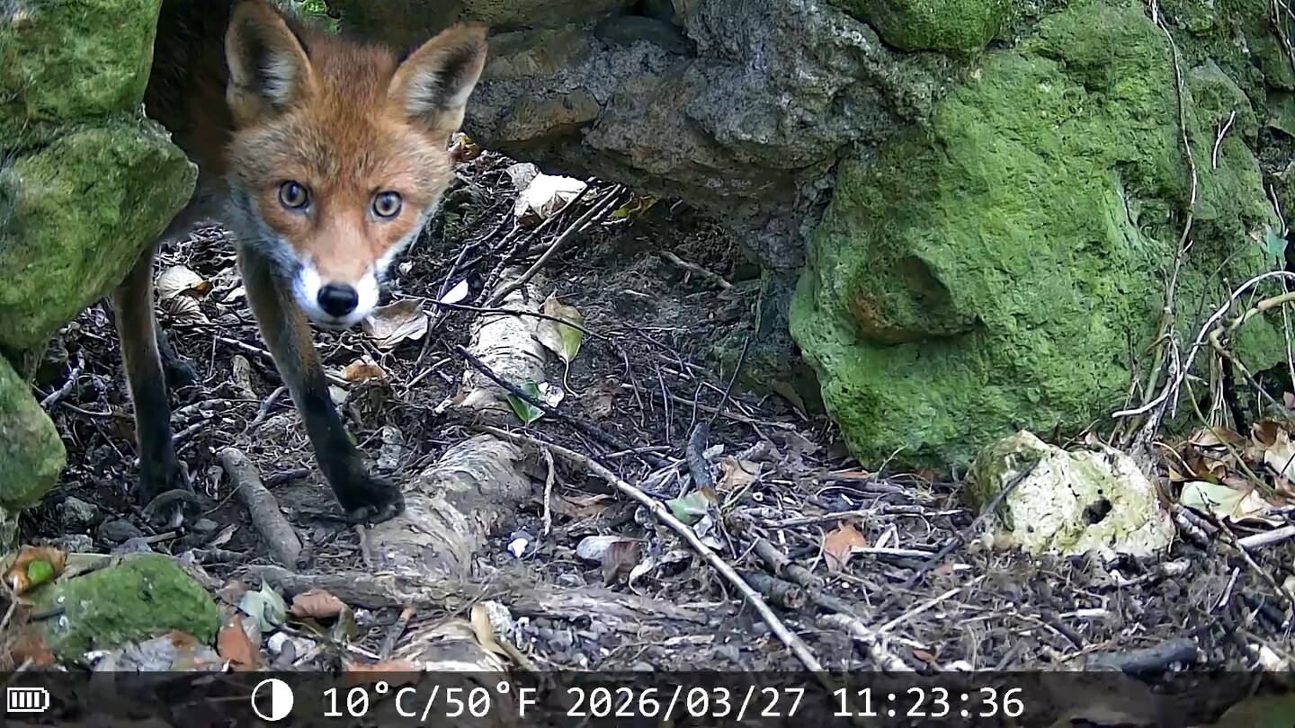 Red fox standing in a gap in a mossy stone wall