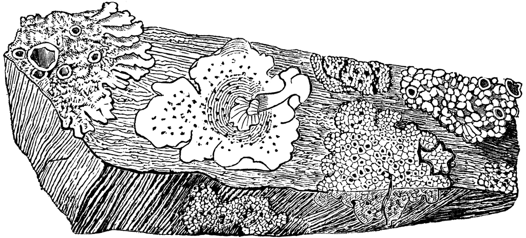 Lichen illustration on a stone